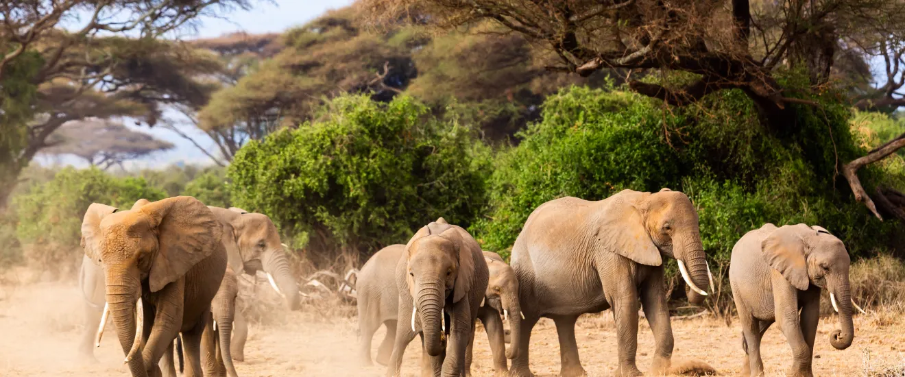 Wildlife Safari Adventures You Can’t Miss.