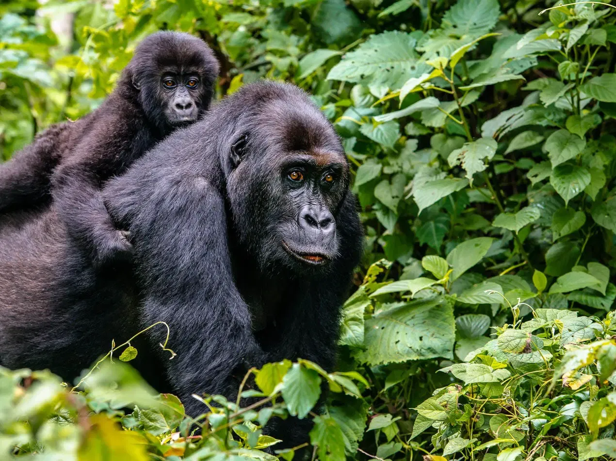 Book a Gorilla Trekking Safari Uganda